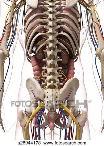 Stock Illustration - Male anatomy, artwork. Fotosearch