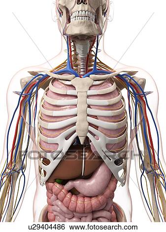 Male anatomy, artwork View Large Illustration Stock Illustration - Male anatomy, artwork. Fotosearch