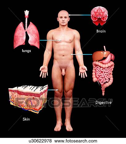 Stock Illustration - Male anatomy, artwork. Fotosearch