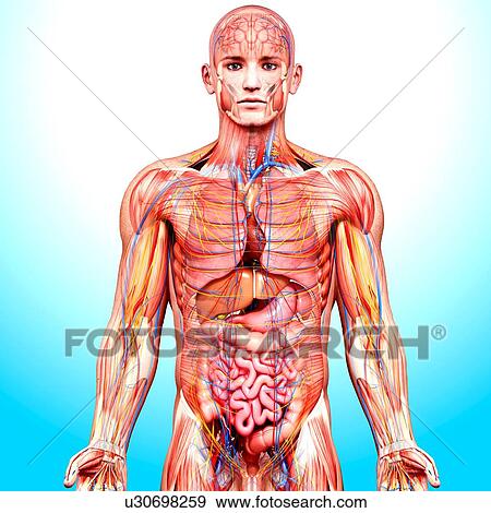 Stock Illustration - Male anatomy, artwork. Fotosearch