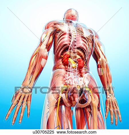 Stock Illustration - Male anatomy, artwork. Fotosearch