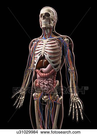 Male anatomy, artwork View Large Illustration Stock Illustration - Male anatomy, artwork. Fotosearch