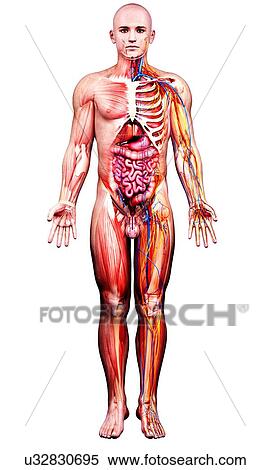 Male anatomy, artwork View Large Illustration Stock Illustration - Male anatomy, artwork. Fotosearch