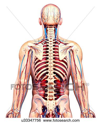 Male anatomy, artwork View Large Illustration Stock Illustration - Male anatomy, artwork. Fotosearch
