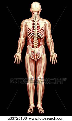 Male anatomy, artwork View Large Illustration Stock Illustration - Male anatomy, artwork. Fotosearch