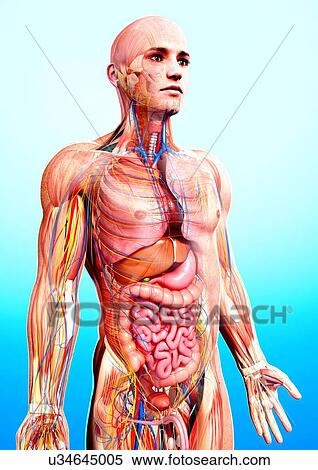 Stock Illustration - Male anatomy, artwork. Fotosearch
