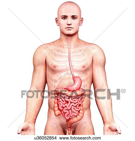 Male anatomy, artwork View Large Illustration Stock Illustration - Male anatomy, artwork. Fotosearch