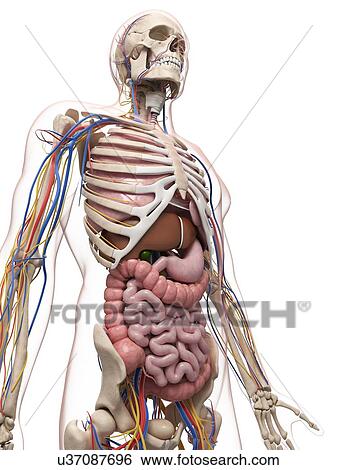 Stock Illustration - Male anatomy, artwork. Fotosearch