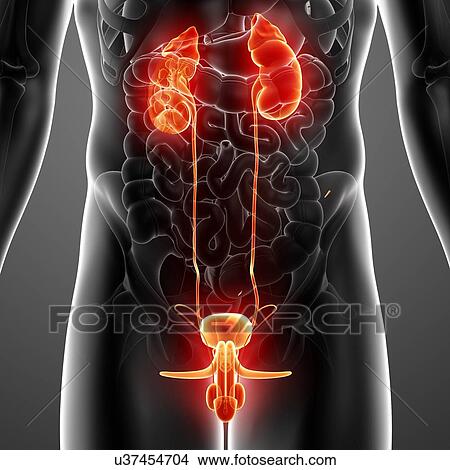 Stock Illustration - Male anatomy, artwork. Fotosearch