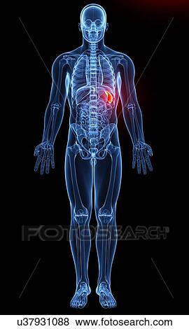 Male anatomy, artwork View Large Illustration Stock Illustration - Male anatomy, artwork. Fotosearch