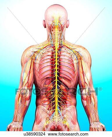 Stock Illustration - Male anatomy, artwork. Fotosearch