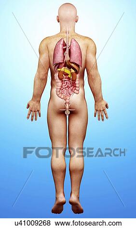 Stock Illustration - Male anatomy, artwork. Fotosearch