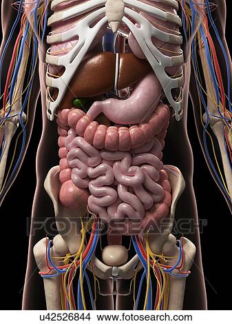 Male anatomy, artwork View Large Illustration Stock Illustration - Male anatomy, artwork. Fotosearch