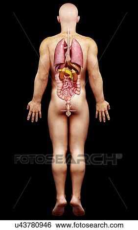 Stock Illustration - Male anatomy, artwork. Fotosearch