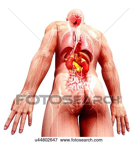 Male anatomy, artwork View Large Illustration Stock Illustration - Male anatomy, artwork. Fotosearch