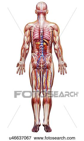 Male anatomy, artwork View Large Illustration Stock Illustration - Male anatomy, artwork. Fotosearch
