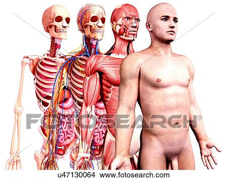 Stock Illustration - Male anatomy, artwork. Fotosearch
