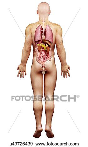 Male anatomy, artwork View Large Illustration Stock Illustration - Male anatomy, artwork. Fotosearch