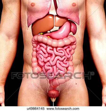 Male anatomy, artwork View Large Illustration Stock Illustration - Male anatomy, artwork. Fotosearch