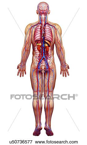Stock Illustration - Male anatomy, artwork. Fotosearch