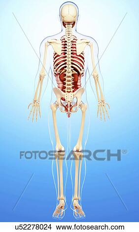 Stock Illustration - Male anatomy, artwork. Fotosearch