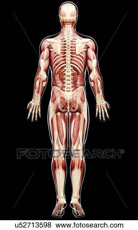 Male anatomy, artwork View Large Illustration Stock Illustration - Male anatomy, artwork. Fotosearch