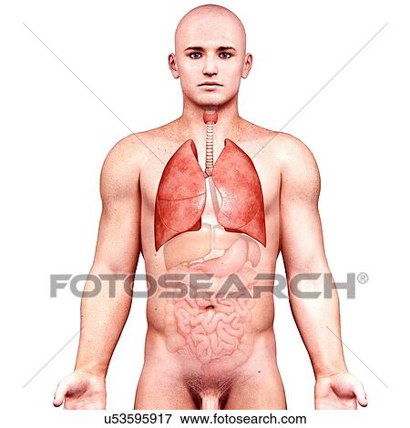 Stock Illustration - Male anatomy, artwork. Fotosearch