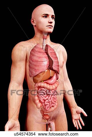 Male anatomy, artwork View Large Illustration Stock Illustration - Male anatomy, artwork. Fotosearch