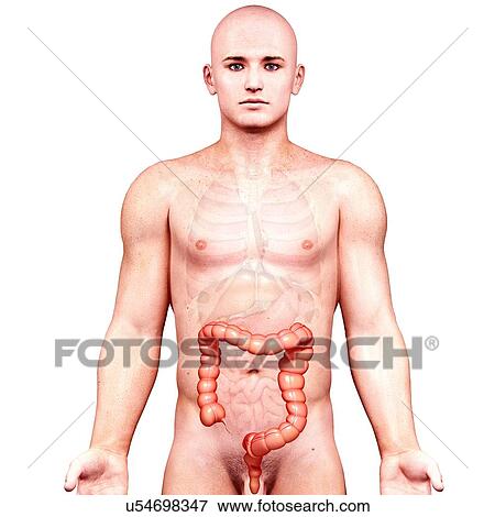 Stock Illustration - Male anatomy, artwork. Fotosearch