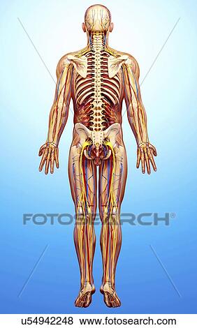 Stock Illustration - Male anatomy, artwork. Fotosearch