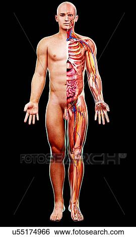 Stock Illustration - Male anatomy, artwork. Fotosearch