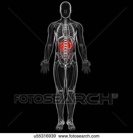 Stock Illustration - Male anatomy, artwork. Fotosearch