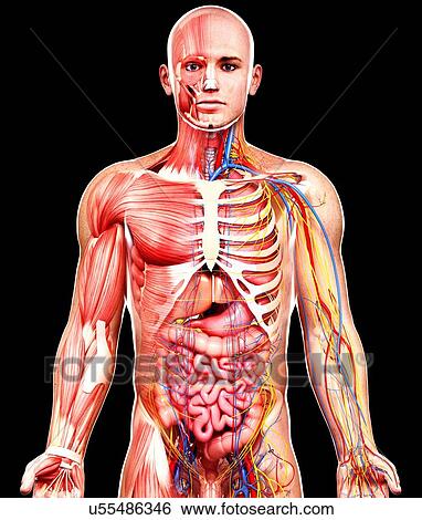 Stock Illustration - Male anatomy, artwork. Fotosearch