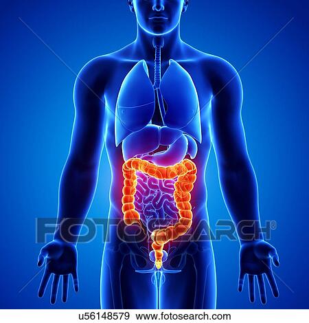 Stock Illustration - Male anatomy, artwork. Fotosearch