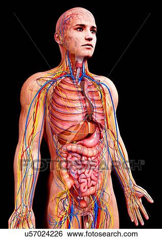 Male anatomy, artwork View Large Illustration Stock Illustration - Male anatomy, artwork. Fotosearch