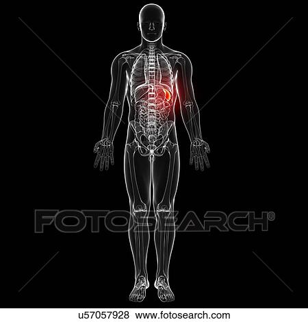 Male anatomy, artwork View Large Illustration Stock Illustration - Male anatomy, artwork. Fotosearch