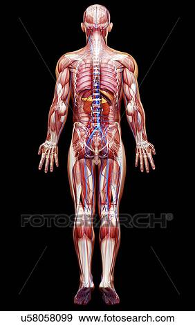 Stock Illustration - Male anatomy, artwork. Fotosearch