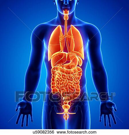 Stock Illustration - Male anatomy, artwork. Fotosearch