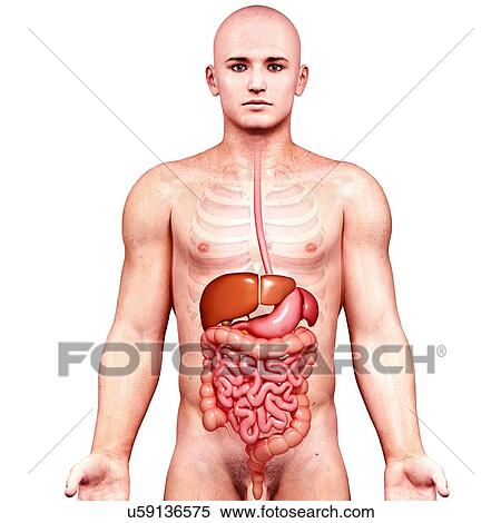 Stock Illustration - Male anatomy, artwork. Fotosearch