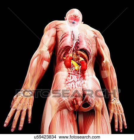 Stock Illustration - Male anatomy, artwork. Fotosearch