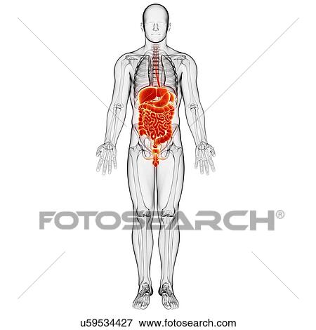 Male anatomy, artwork View Large Illustration Stock Illustration - Male anatomy, artwork. Fotosearch