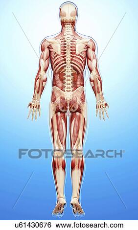 Male anatomy, artwork View Large Illustration Stock Illustration - Male anatomy, artwork. Fotosearch