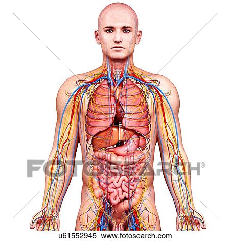 Stock Illustration - Male anatomy, artwork. Fotosearch
