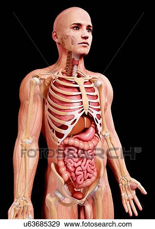 Stock Illustration - Male anatomy, artwork. Fotosearch