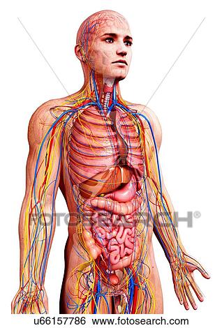 Male anatomy, artwork View Large Illustration Stock Illustration - Male anatomy, artwork. Fotosearch