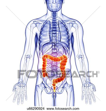 Stock Illustration - Male anatomy, artwork. Fotosearch