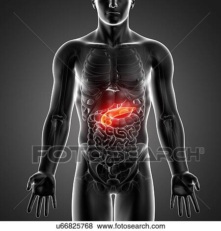 Male anatomy, artwork View Large Illustration Stock Illustration - Male anatomy, artwork. Fotosearch
