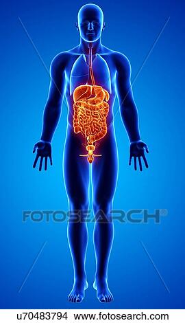 Male anatomy, artwork View Large Illustration Stock Illustration - Male anatomy, artwork. Fotosearch