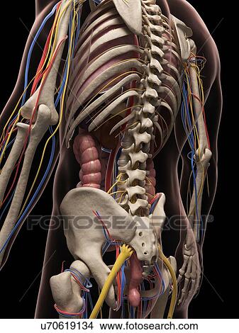 Male anatomy, artwork View Large Illustration Stock Illustration - Male anatomy, artwork. Fotosearch