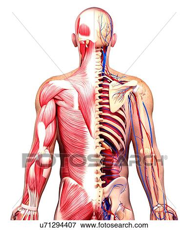 Male anatomy, artwork View Large Illustration Stock Illustration - Male anatomy, artwork. Fotosearch